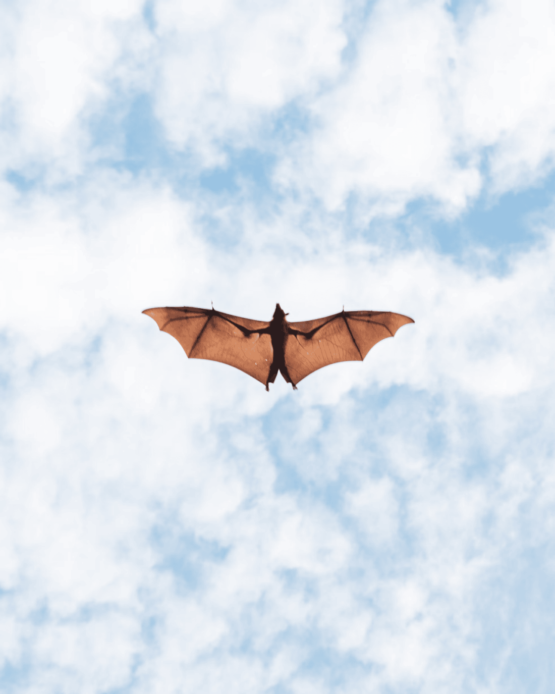 Everyday AI tools - convenient echolocation