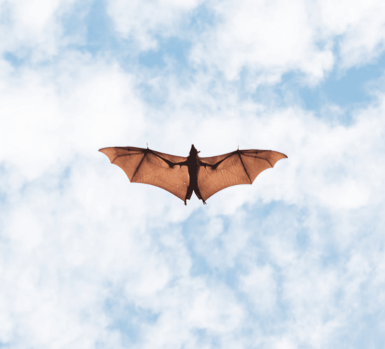 Everyday AI tools - convenient echolocation